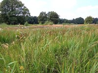 NL, Gelderland, Heumen, Overasseltsche en Hatertsche vennen 39, Saxifraga-Hans Boll