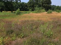 NL, Gelderland, Heumen, Overasseltsche en Hatertsche vennen 41, Saxifraga-Hans Boll