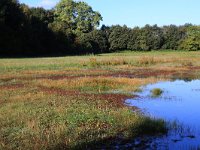 NL, Gelderland, Heumen, Overasseltsche en Hatertsche vennen 6, Saxifraga-Hans Boll