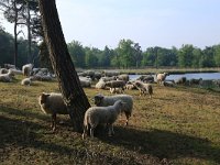 NL, Gelderland, Heumen, Overasseltsche en Hatertsche vennen 66, Saxifraga-Hans Boll