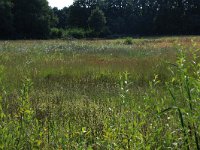 NL, Gelderland, Heumen, Overasseltsche en Hatertsche vennen 73, Saxifraga-Hans Boll