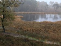 NL, Gelderland, Heumen, Overasseltsche en Hatertsche vennen 74, Saxifraga-Hans Boll