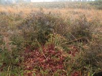 NL, Gelderland, Heumen, Overasseltsche en Hatertsche vennen 86, Saxifraga-Hans Boll