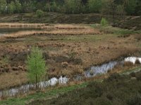 NL, Gelderland, Heumen, Overasseltsche en Hatertsche vennen 95, Saxifraga-Hans Boll