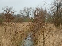 NL, Gelderland, Lingewaal, Nieuwe Zuider Lingedijk 2, Saxifraga-Marijke Verhagen