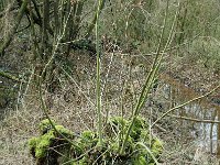 NL, Gelderland, Lingewaal, Nieuwe Zuider Lingedijk 4, Saxifraga-Jan van der Straaten