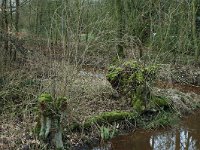 NL, Gelderland, Lingewaal, Nieuwe Zuider Lingedijk 5, Saxifraga-Jan van der Straaten