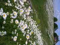 NL, Gelderland, Lingewaard, Bemmelsche en Gendtsche Waard 6, Saxifraga-Henk Sierdsema