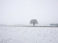 NL, Gelderland, Lochem, Almen 2, Saxifraga-Bart Vastenhouw