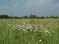 NL, Gelderland, Lochem, De Ravenswaarden, Grote Blokken 8, Saxifraga-Willem van Kruijsbergen