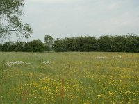 NL, Gelderland, Lochem, De Ravenswaarden, Vosweerd 6, Saxifraga-Willem van Kruijsbergen