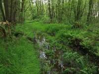 NL, Gelderland, Lochem, Stelkampsveld 1, Saxifraga-Hans Boll