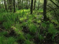 NL, Gelderland, Lochem, Stelkampsveld 12, Saxifraga-Hans Boll