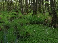 NL, Gelderland, Lochem, Stelkampsveld 14, Saxifraga-Hans Boll