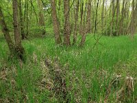 NL, Gelderland, Lochem, Stelkampsveld 2, Saxifraga-Hans Boll