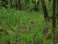 NL, Gelderland, Lochem, Stelkampsveld 26, Saxifraga-Hans Boll