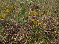 NL, Gelderland, Lochem, Stelkampsveld 38, Saxifraga-Hans Boll