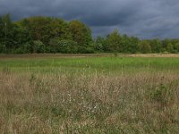 NL, Gelderland, Lochem, Stelkampsveld 52, Saxifraga-Hans Boll