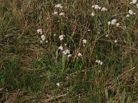 NL, Gelderland, Lochem, Stelkampsveld 53, Saxifraga-Hans Boll