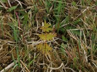 NL, Gelderland, Lochem, Stelkampsveld 60, Saxifraga-Hans Boll