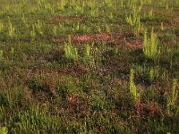 NL, Gelderland, Lochem, Stelkampsveld 67, Saxifraga-Hans Boll