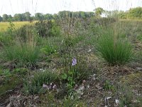 NL, Gelderland, Lochem, Stelkampsveld 68, Saxifraga-Hans Boll