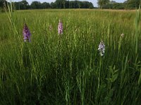 NL, Gelderland, Lochem, Stelkampsveld 69, Saxifraga-Hans Boll