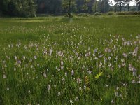 NL, Gelderland, Lochem, Stelkampsveld 72, Saxifraga-Hans Boll