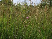 NL, Gelderland, Lochem, Stelkampsveld 80, Saxifraga-Hans Boll