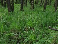 NL, Gelderland, Lochem, Stelkampsveld 9, Saxifraga-Hans Boll