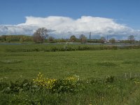 NL, Gelderland, Maasdriel, Buitenpolder Heerewaarden 2, Saxifraga-Jan van der Straaten