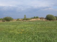 NL, Gelderland, Nijkerk, Arkemheen 5, Saxifraga-Hans Boll