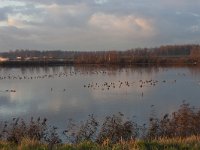 NL, Gelderland, Nijkerk, Delta Schuitenbeek 3, Saxifraga-Jan Nijendijk