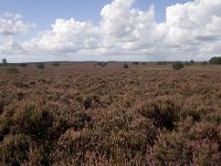 Elspeterheide  Elspeterheide bij Vierhouten