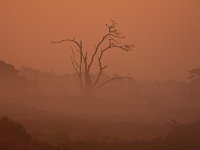 zonsopkomst Hulshorsterzand  zonsopkomst Hulshorsterzand om 7.30u : landschapsfotografie