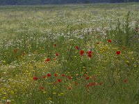 NL, Gelderland, Nunspeet, Veluwemeerkust 2, Saxifraga-Jan Nijendijk