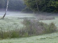 NL, Gelderland, Renkum, Bosbeek in Landgoed Quadenoord 4, Saxifraga-Tom Heijnen