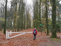 NL, Gelderland, Renkum, Sonnenbergbossen 1, Saxifraga-Tom Heijnen