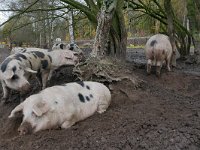 NL, Gelderland, Renkum, near Oosterbeek 1, Saxifraga-Tom Heijnen