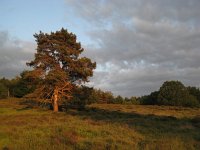 NL, Gelderland, Rheden, Herikhuizerveld 11, Saxifraga-Henk Sierdsema