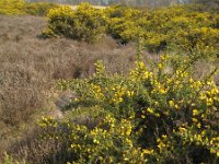 NL, Gelderland, Rheden, Herikhuizerveld 4, Saxifraga-Henk Sierdsema