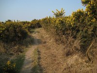 NL, Gelderland, Rheden, Herikhuizerveld 5, Saxifraga-Henk Sierdsema