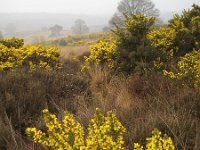 NL, Gelderland, Rheden, Herikhuizerveld 6, Saxifraga-Henk Sierdsema