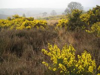 NL, Gelderland, Rheden, Herikhuizerveld 7, Saxifraga-Henk Sierdsema