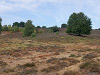 NL, Gelderland, Rheden, Herkhuizerveld 2, Saxifraga-Tom Heijnen