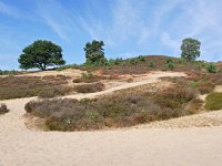 NL, Gelderland, Rheden, Herkhuizerveld 3, Saxifraga-Tom Heijnen