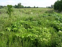 NL, Gelderland, Rheden, Hof te Rheden 13, Saxifraga-Henk Sierdsema