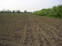 NL, Gelderland, Rheden, Hof te Rheden 20, Saxifraga-Henk Sierdsema