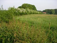 NL, Gelderland, Rheden, Hof te Rheden 22, Saxifraga-Henk Sierdsema