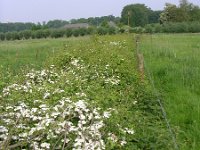 NL, Gelderland, Rheden, Hof te Rheden 27, Saxifraga-Henk Sierdsema